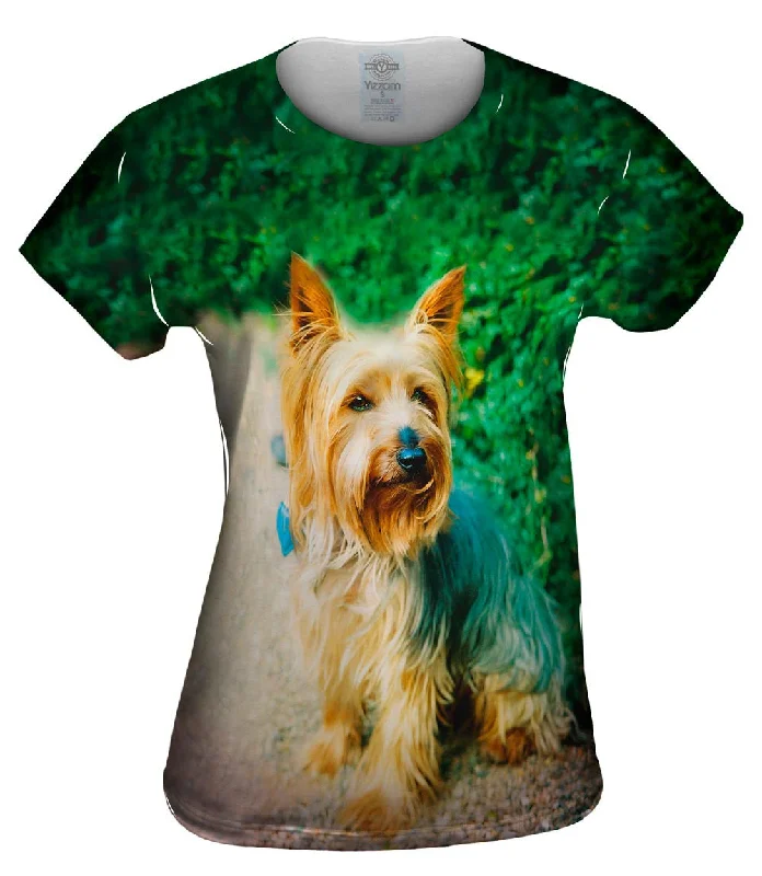 Yorkshire Terrier Adventure